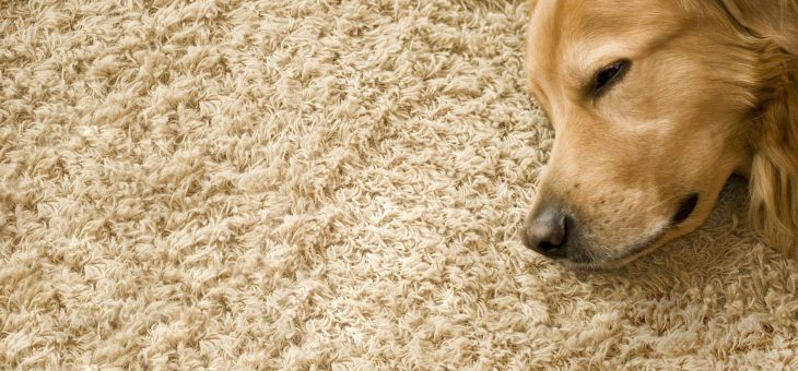 How often should i get my Carpets Cleaned?